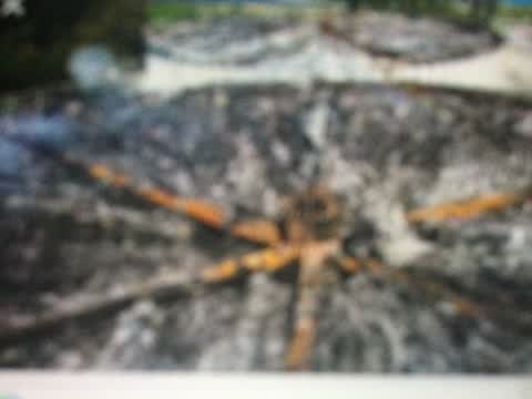General Request, a report photo