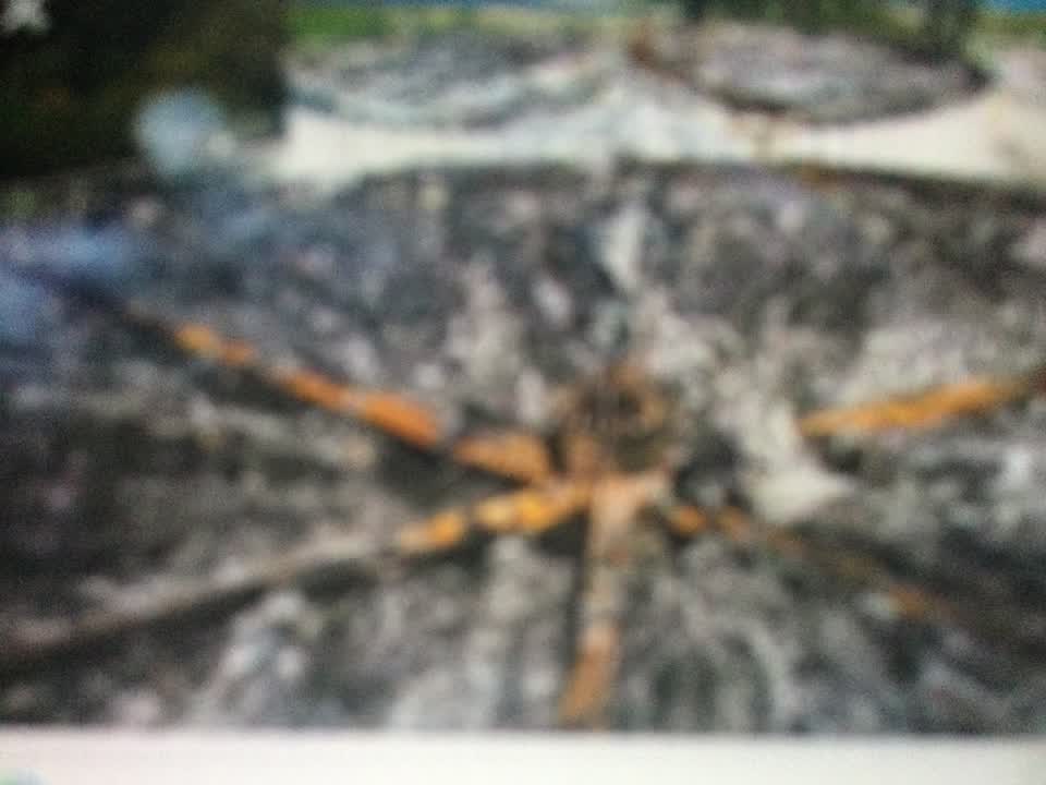 The photograph attached to this general request report