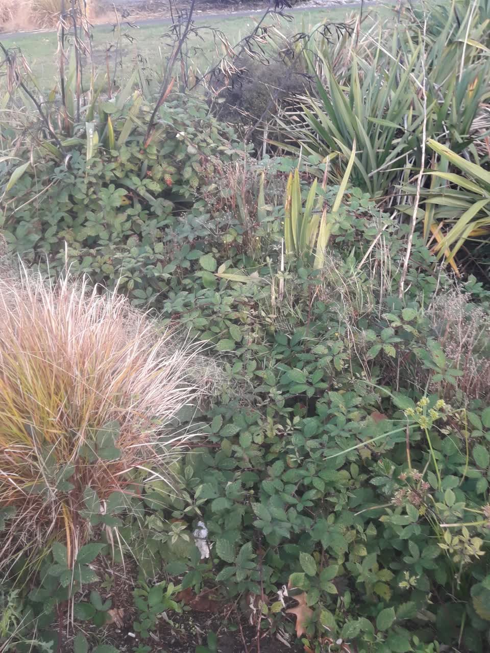 The photograph attached to this parks report