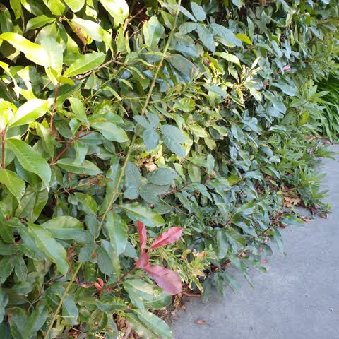 Roading/Streets — a report photo
