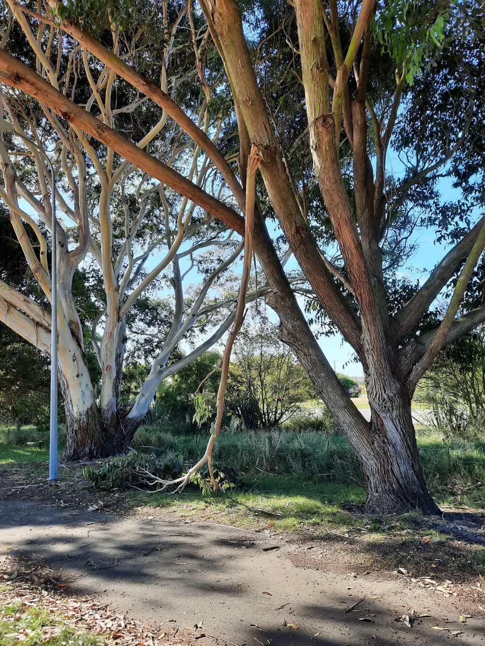The photograph attached to this parks report