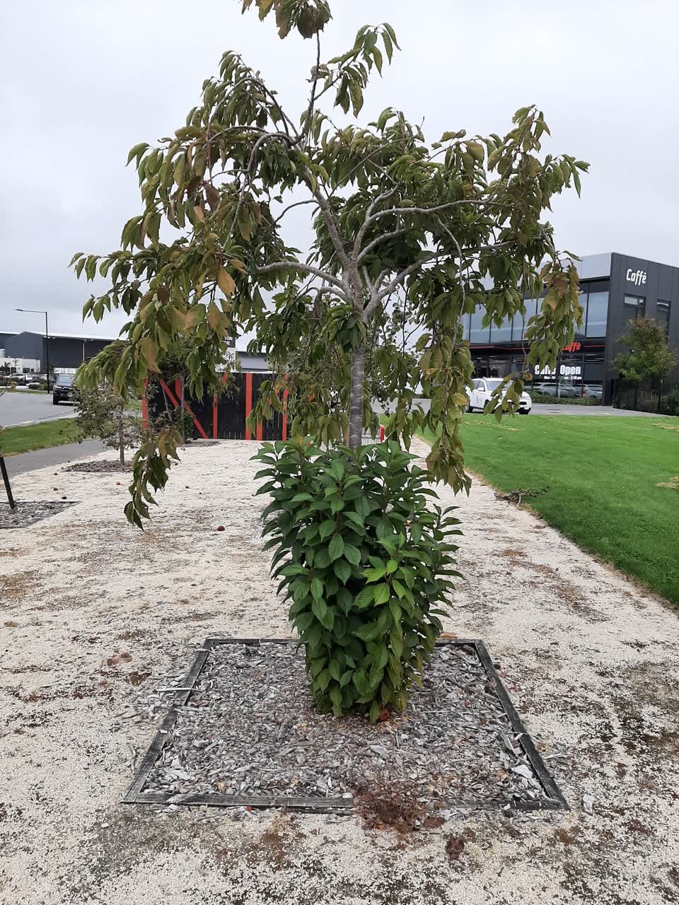 The photograph attached to this parks report