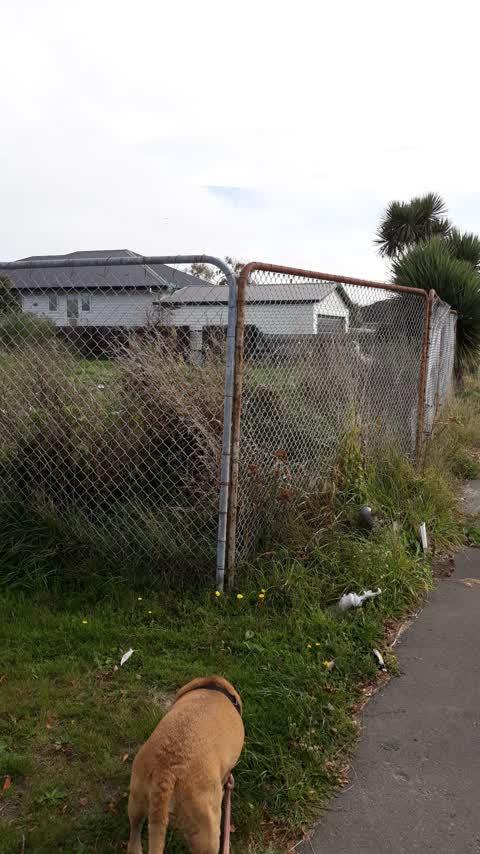 Rubbish/Recycling, a report photo