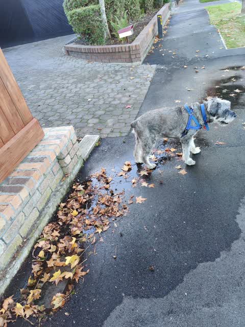 Water Leak, a report photo