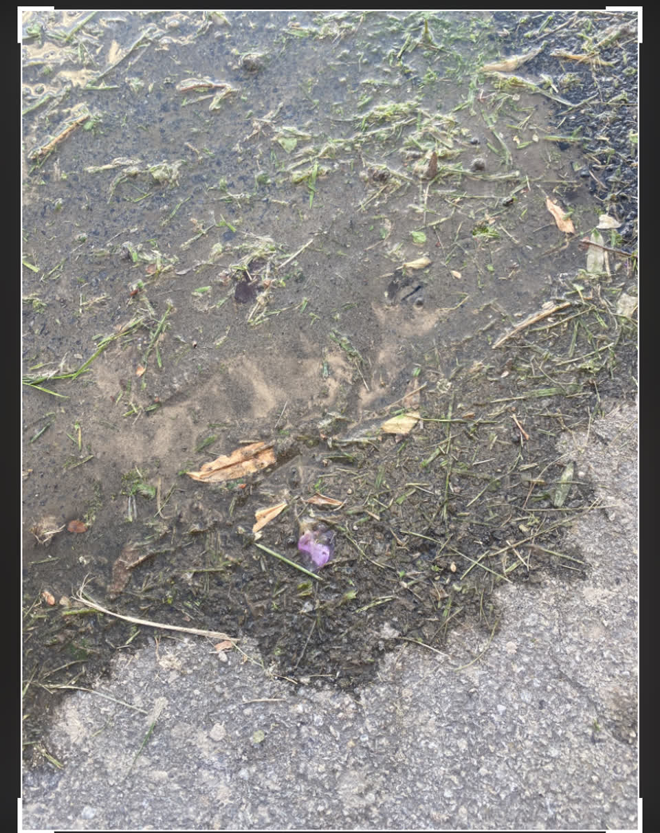 The photograph attached to this water leak report