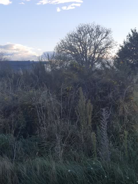 Parks, a report photo