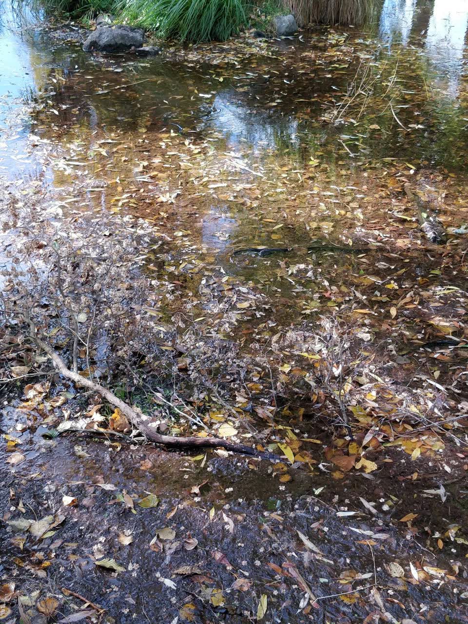 The photograph attached to this parks report