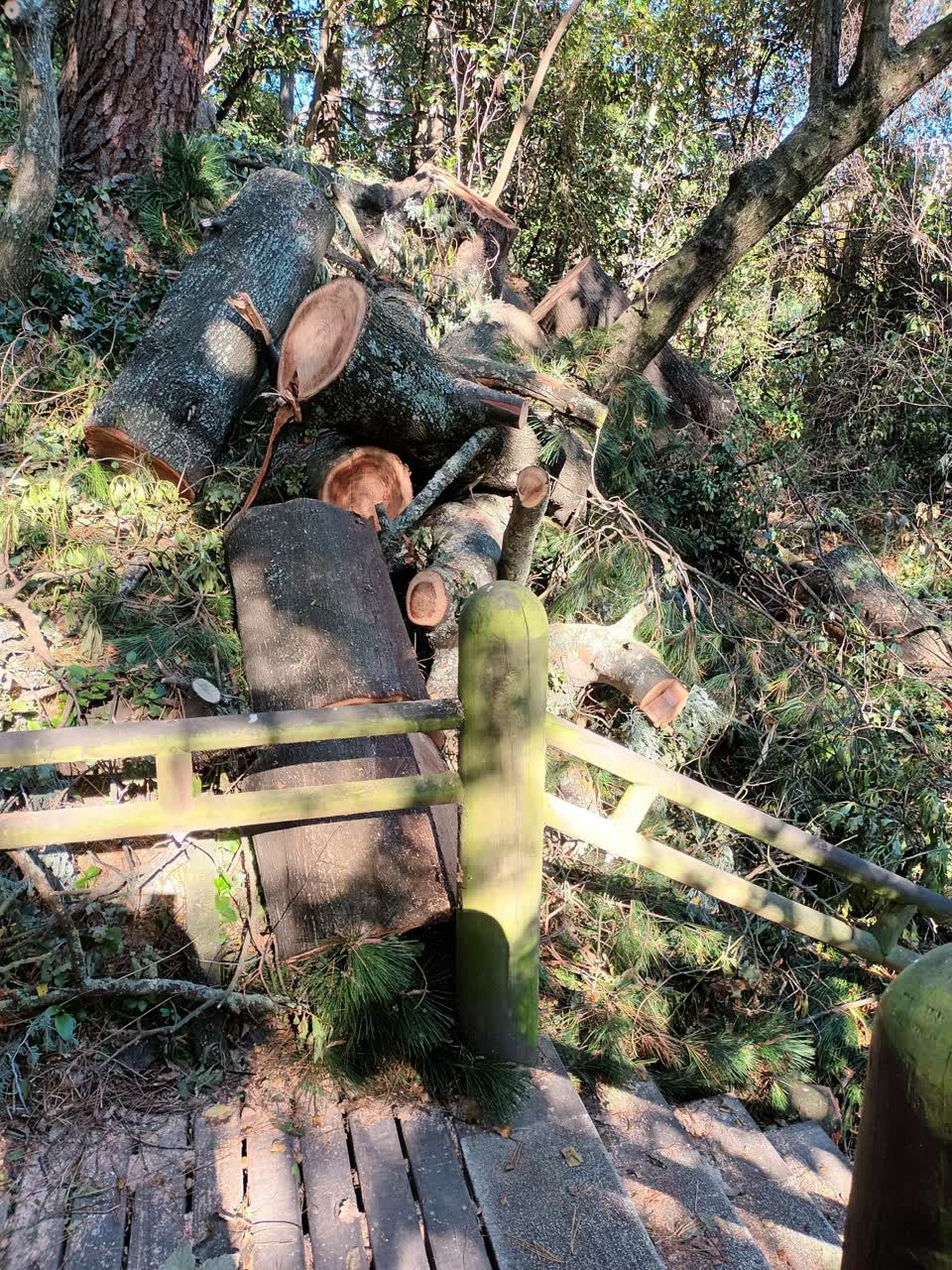 The photograph attached to this parks report