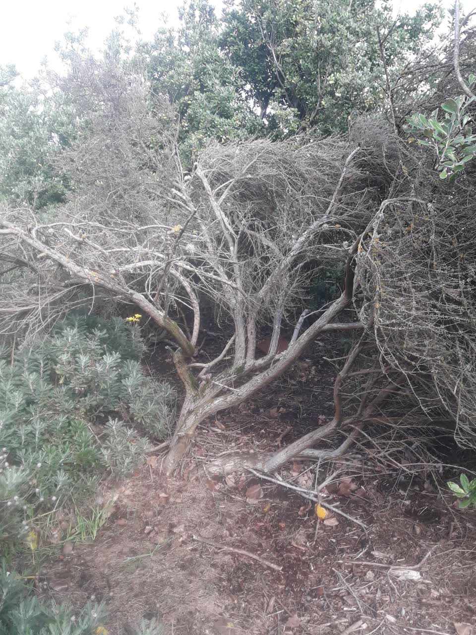 The photograph attached to this parks report