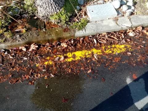 Water Leak, a report photo