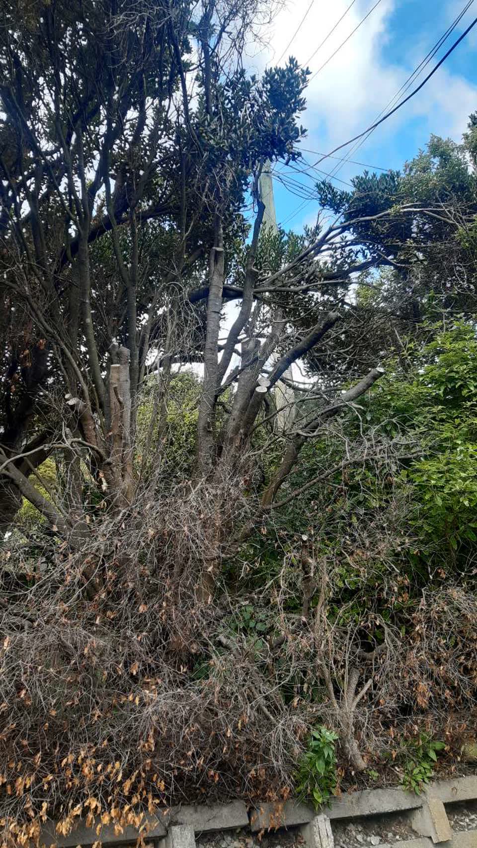 The photograph attached to this parks report