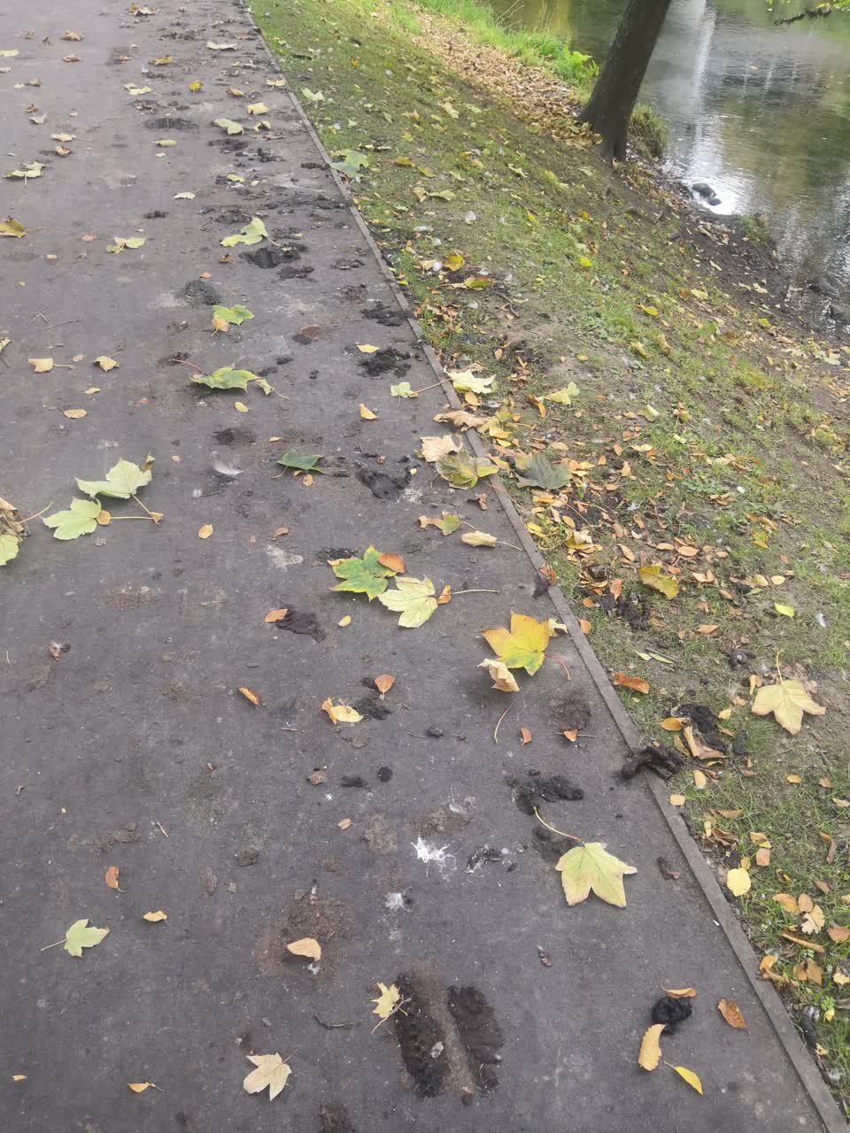The photograph attached to this parks report