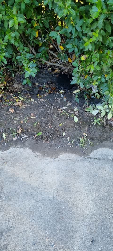 Water Leak, a report photo