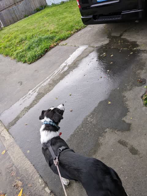 Water Leak, a report photo