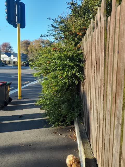 Roading/Streets, a report photo