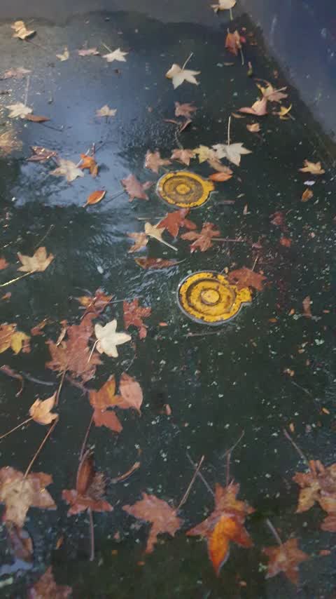 Water Leak, a report photo