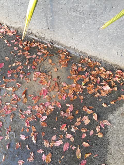 Water Leak, a report photo