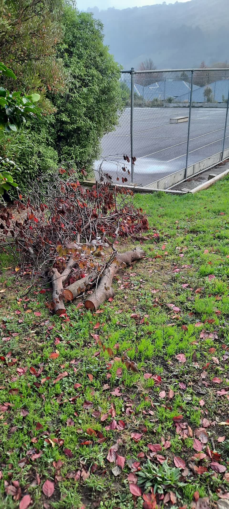 The photograph attached to this parks report