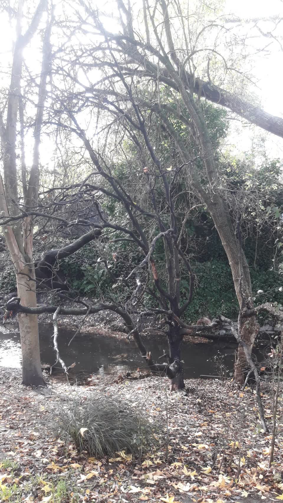 The photograph attached to this parks report
