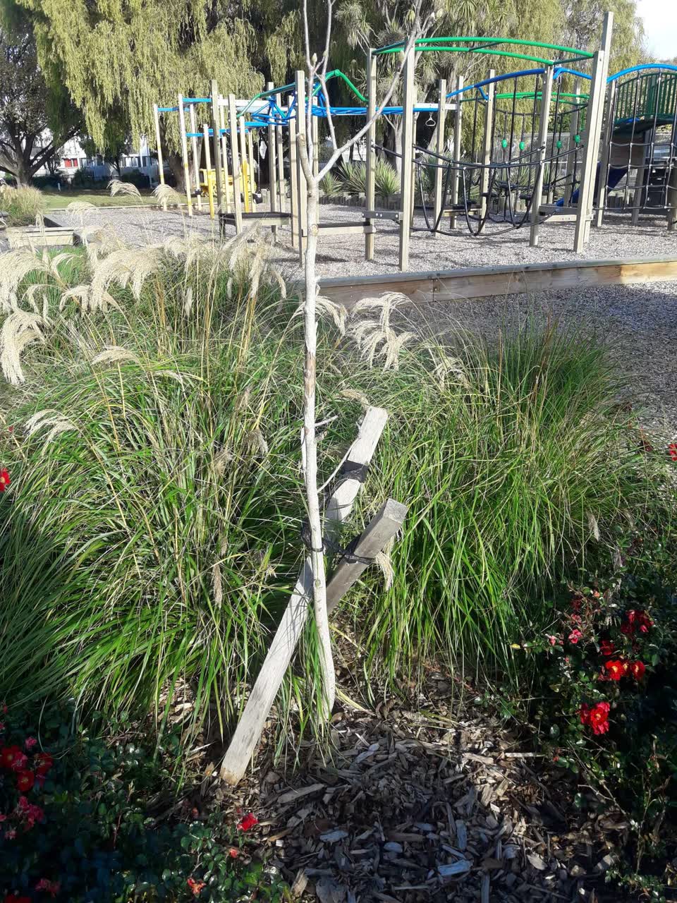 The photograph attached to this parks report