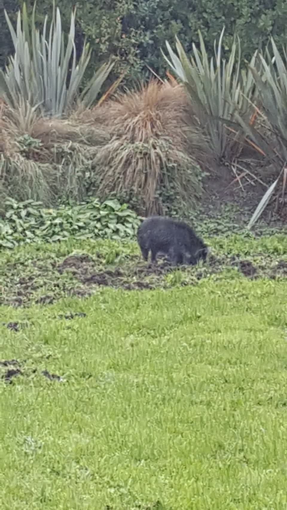 The photograph attached to this parks report