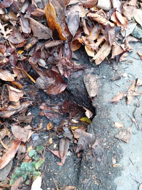 Roading/Streets, a report photo