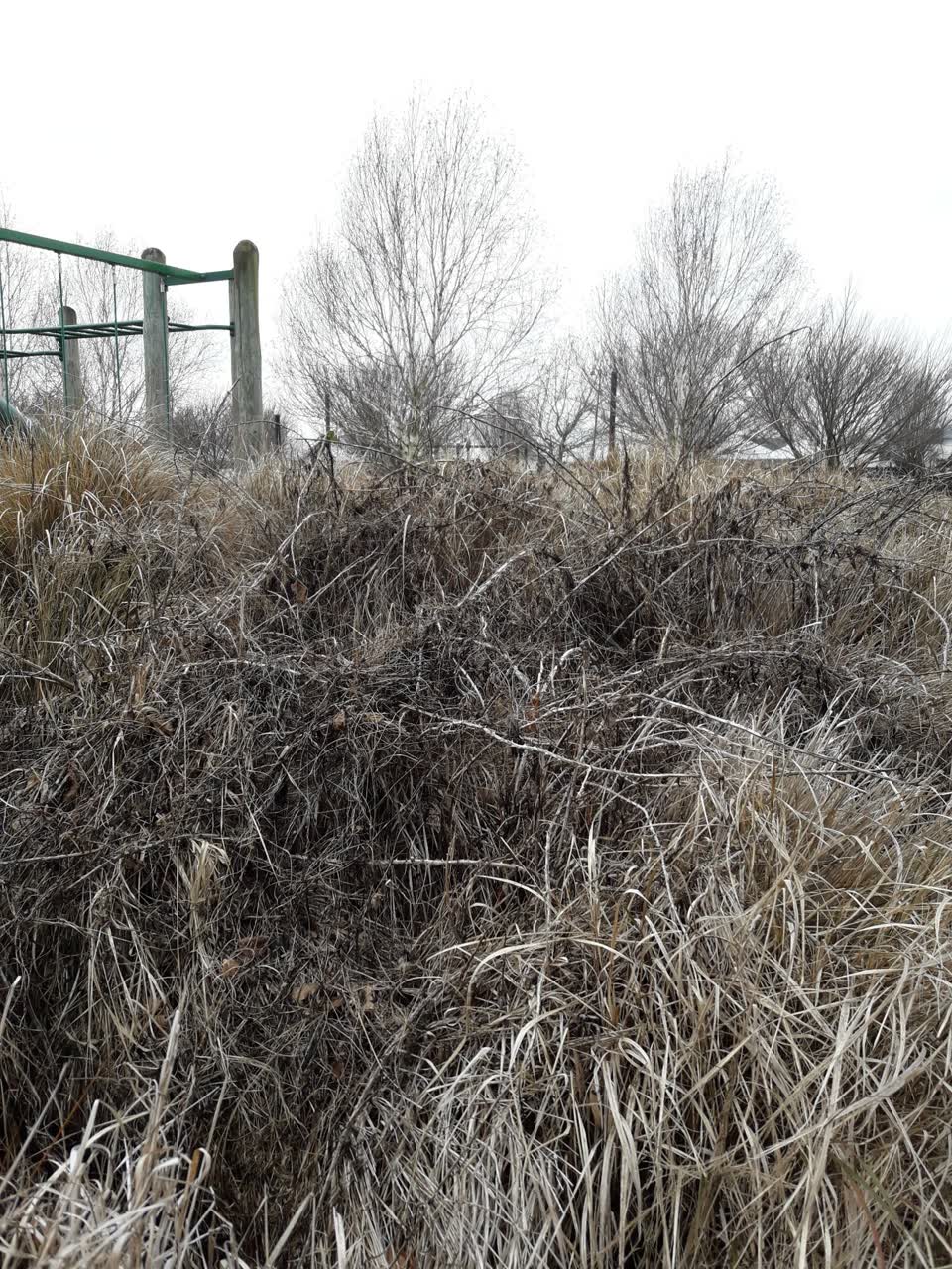 The photograph attached to this parks report