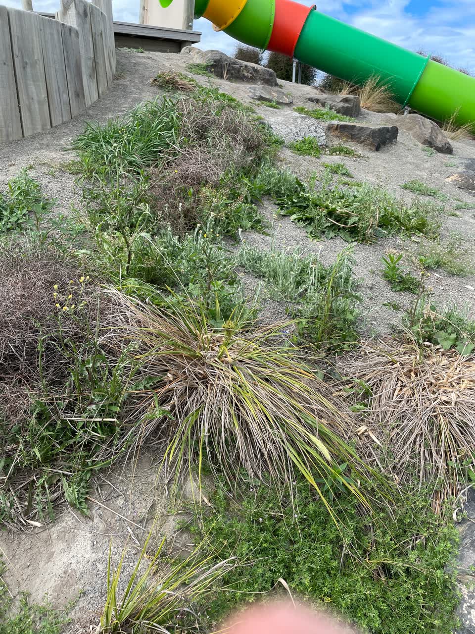 The photograph attached to this parks report