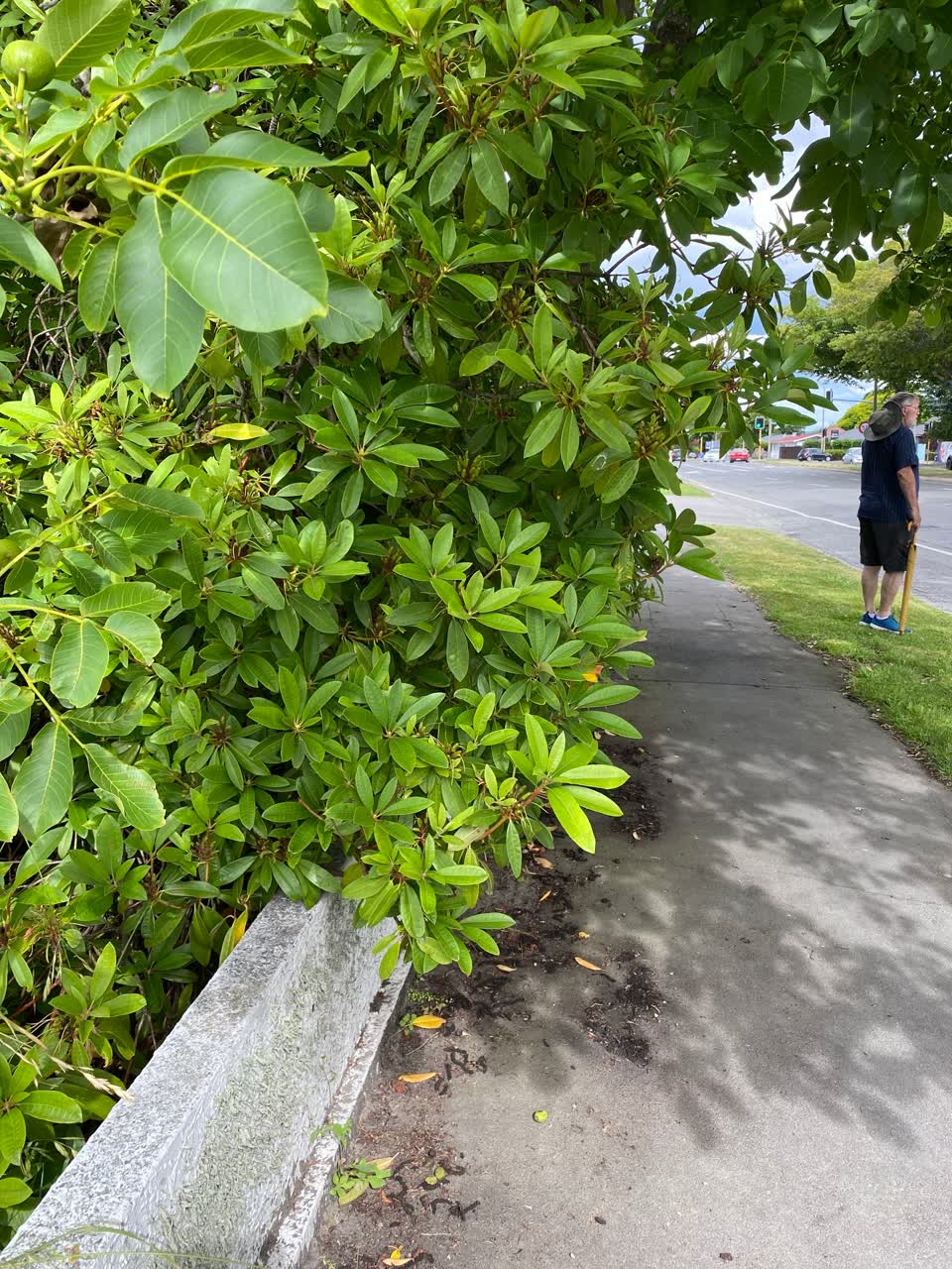 The photograph attached to this parks report