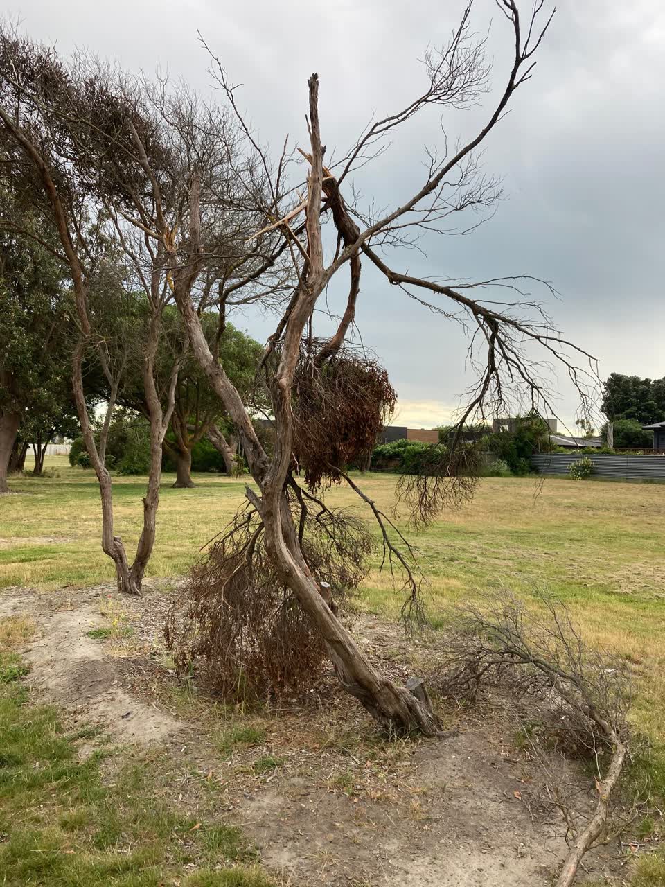 The photograph attached to this parks report