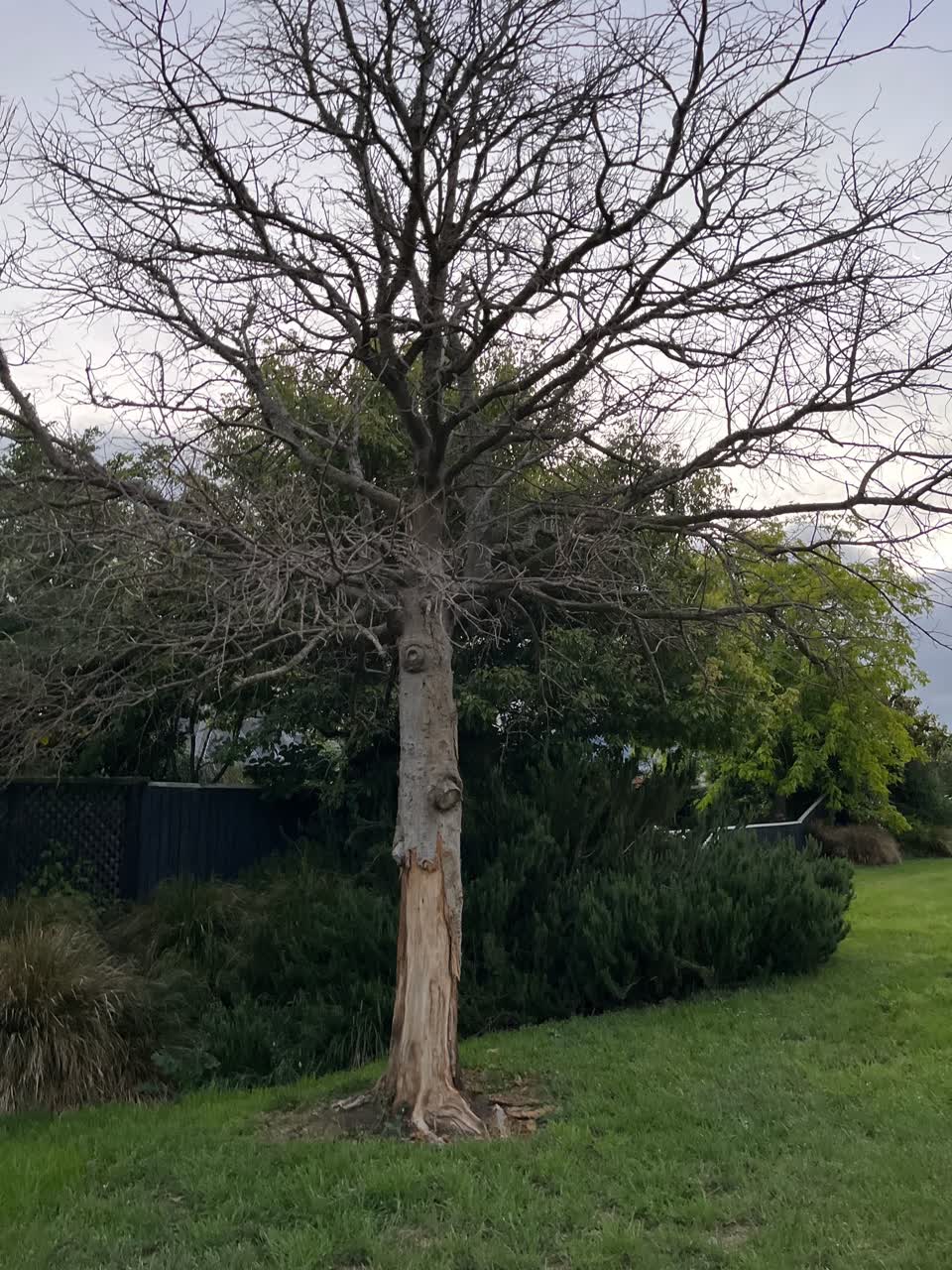 The photograph attached to this parks report