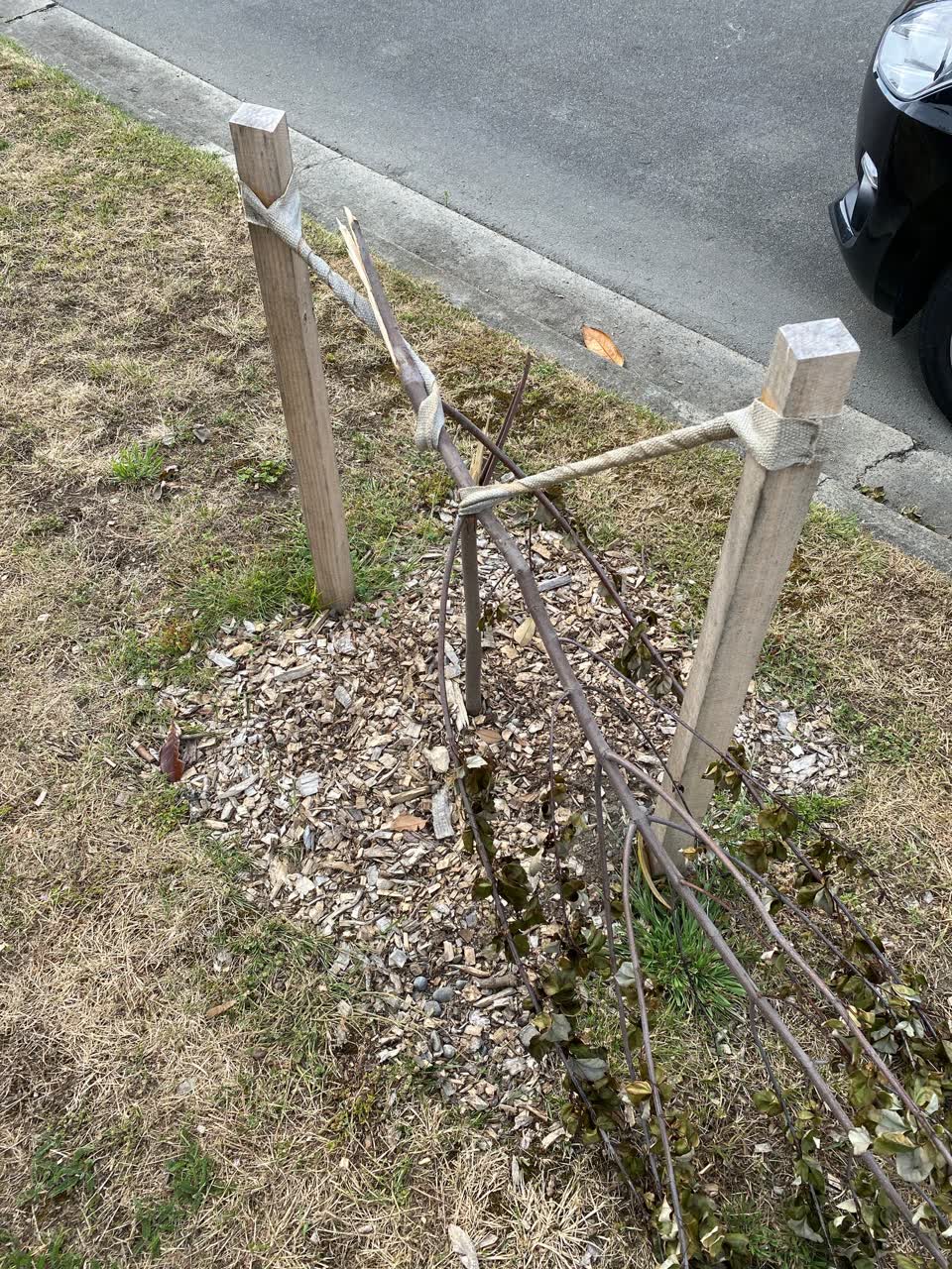 The photograph attached to this parks report