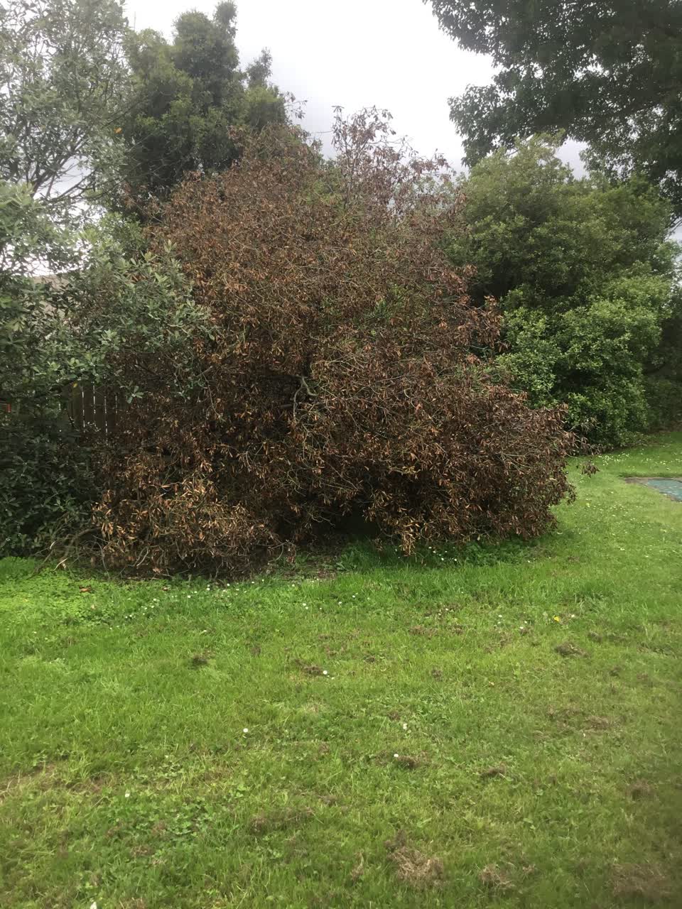 The photograph attached to this parks report