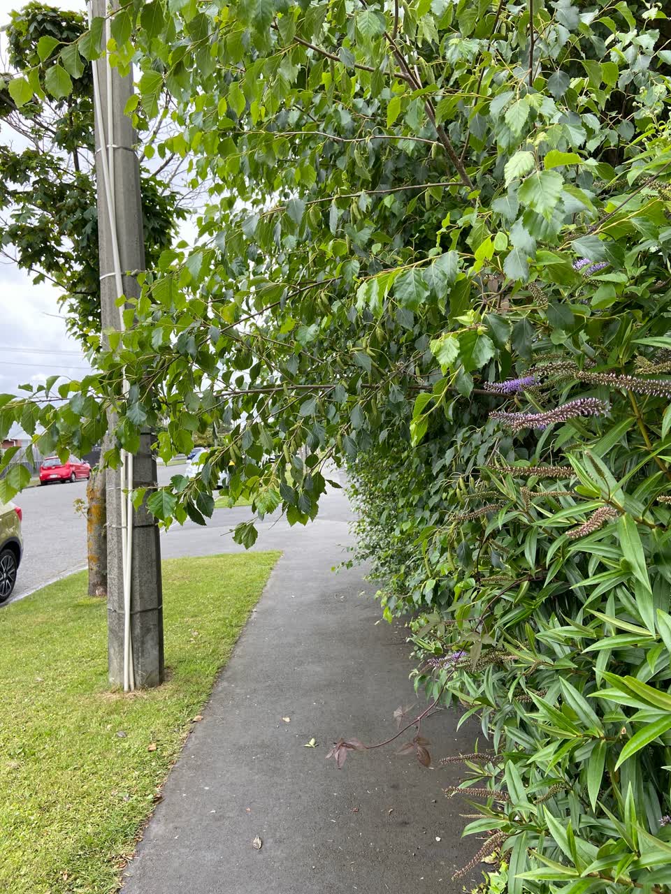 The photograph attached to this roading/streets report