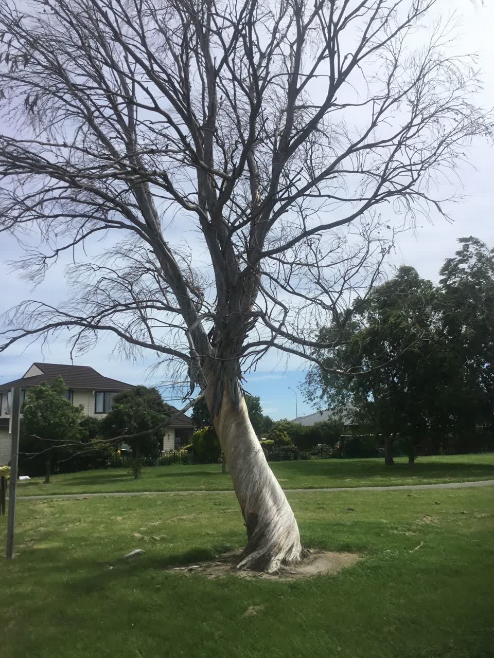 The photograph attached to this parks report