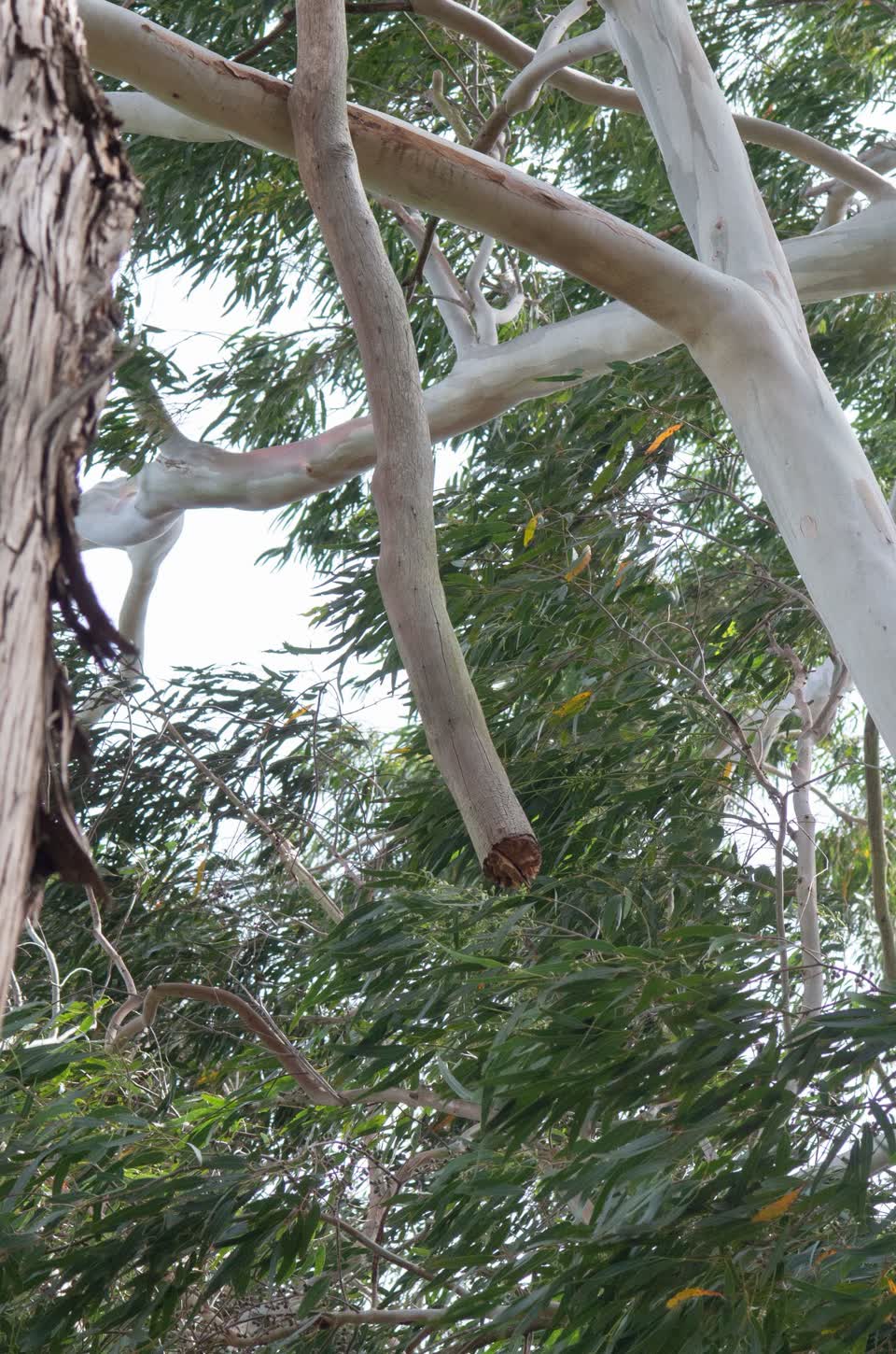 The photograph attached to this parks report