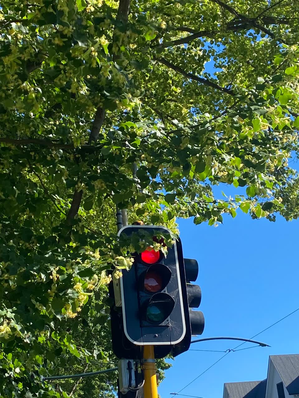 The photograph attached to this street light outage report