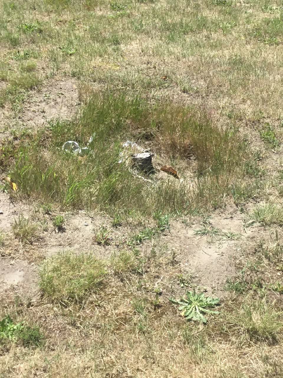 The photograph attached to this parks report