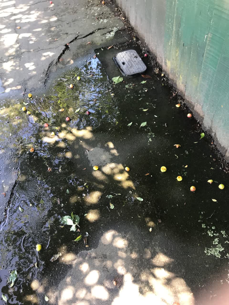 The photograph attached to this water leak report