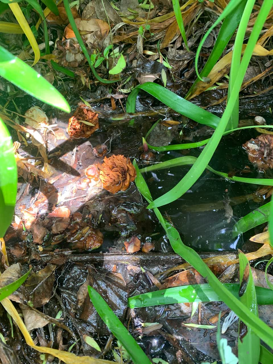 The photograph attached to this water leak report