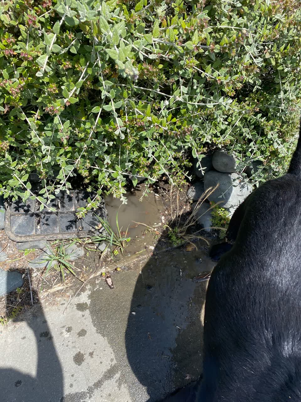 The photograph attached to this water leak report