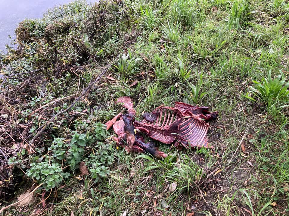 The photograph attached to this general request report