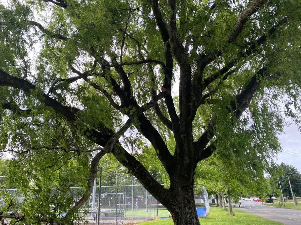 The photograph attached to this parks report