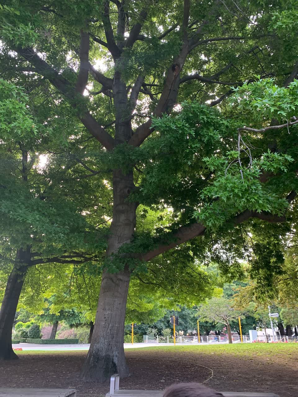 The photograph attached to this parks report
