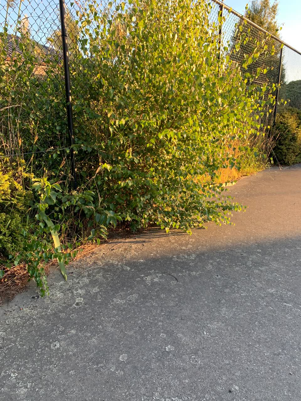 The photograph attached to this parks report