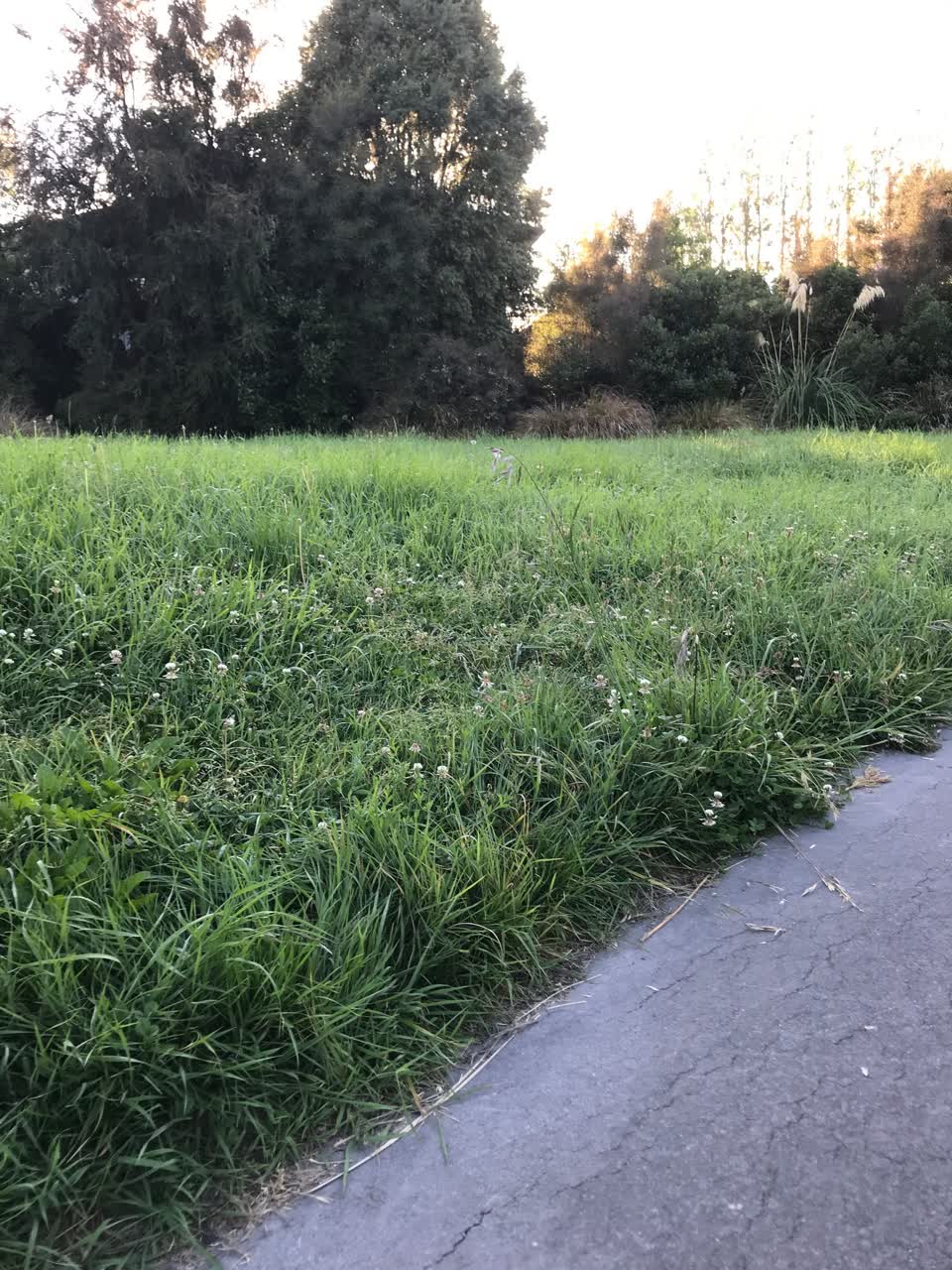 The photograph attached to this parks report