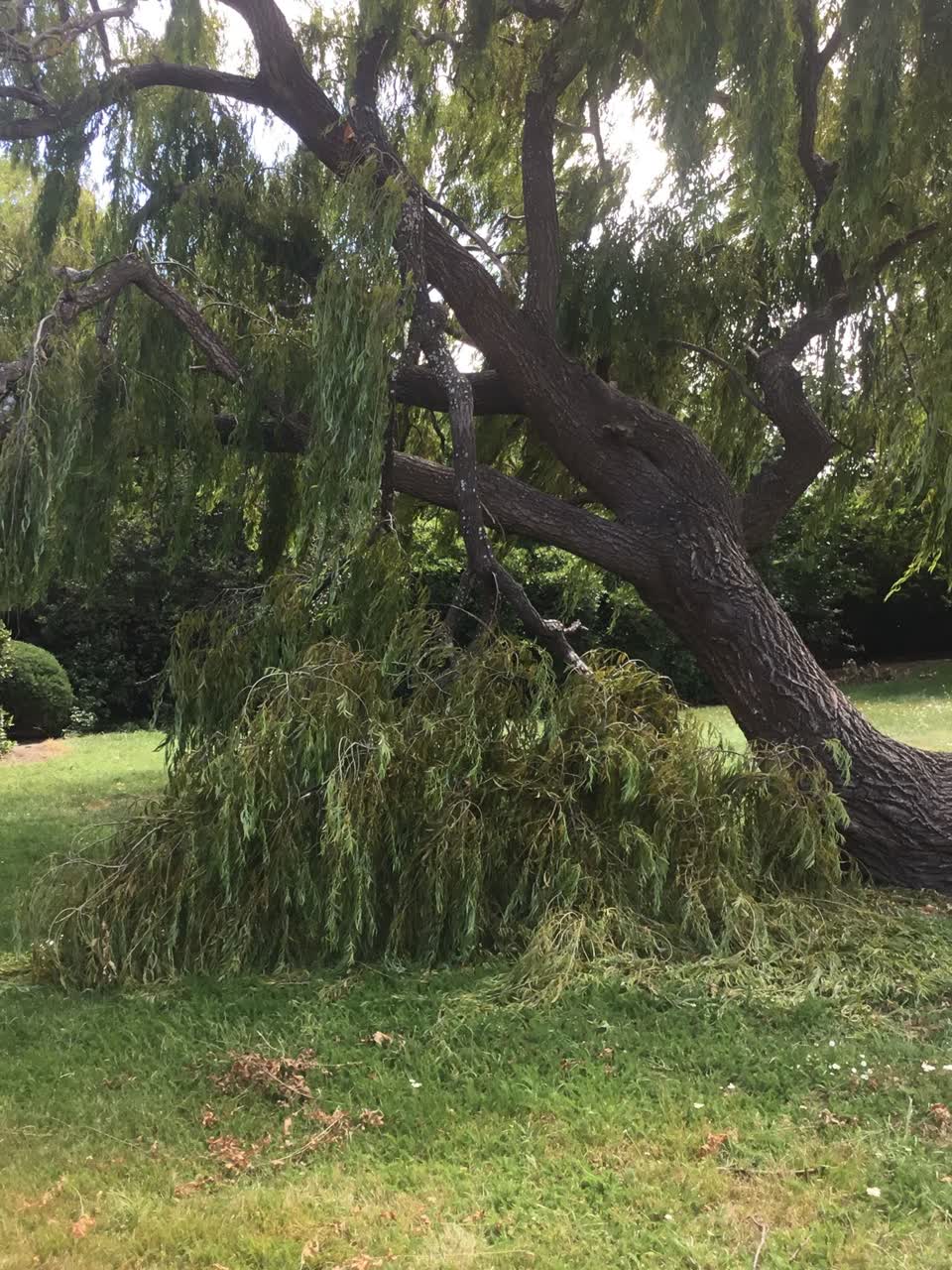 The photograph attached to this parks report
