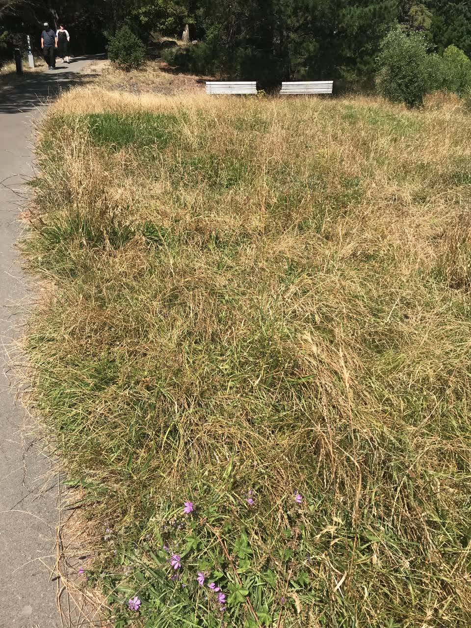 The photograph attached to this parks report
