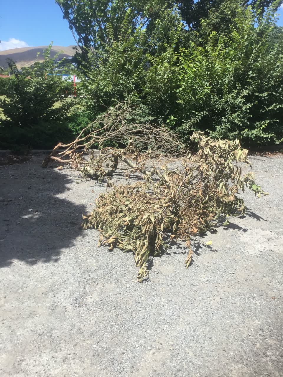 The photograph attached to this parks report