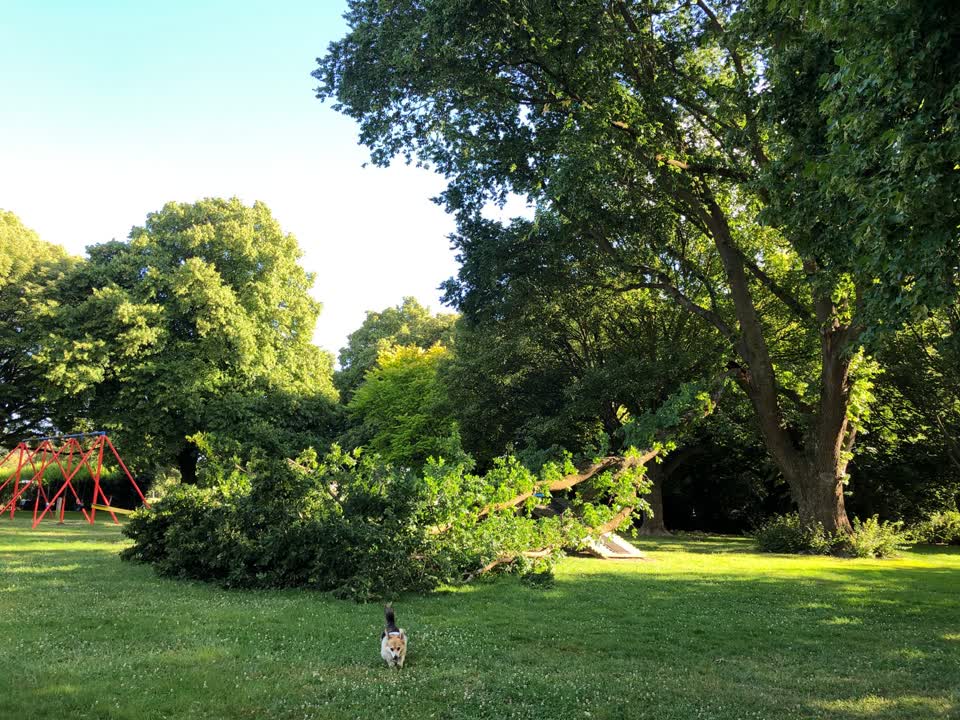 The photograph attached to this parks report